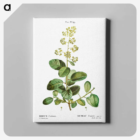 3-2_Treatise-on-Trees-and-Shrubs_canvas