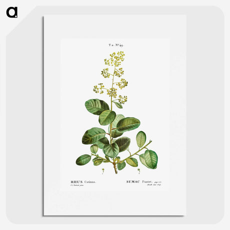 3-2_Treatise-on-Trees-and-Shrubs_picture