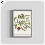 3-30_Anselmus-Boetius-de-Boodt_blk-crop