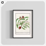 Mispel, Mespilus germanica - アンセルムス ボエティウス デ ブート Poster.