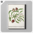 3-30_Anselmus-Boetius-de-Boodt_canvas