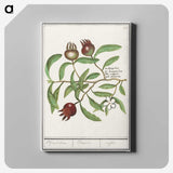 3-30_Anselmus-Boetius-de-Boodt_canvas