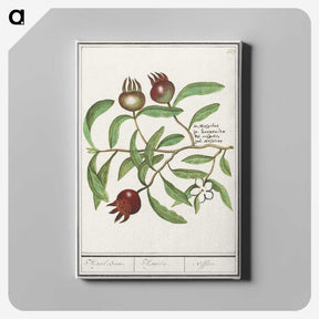 3-30_Anselmus-Boetius-de-Boodt_canvas
