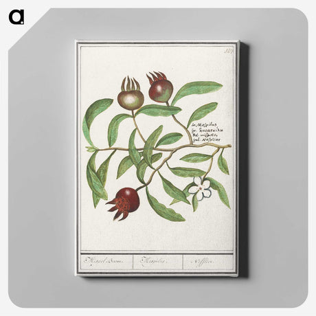 3-30_Anselmus-Boetius-de-Boodt_canvas