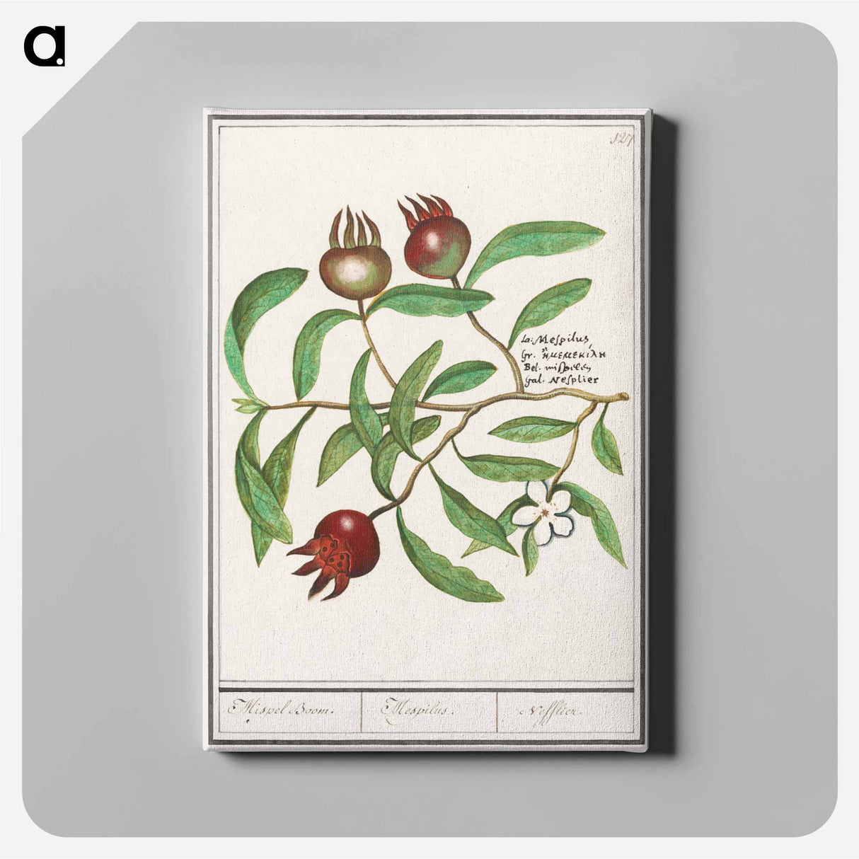 Mispel, Mespilus germanica - アンセルムス ボエティウス デ ブート Canvas.
