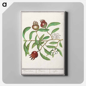 アートパネル-Mispel, Mespilus germanica - アンセルムス ボエティウス デ ブート Canvas.