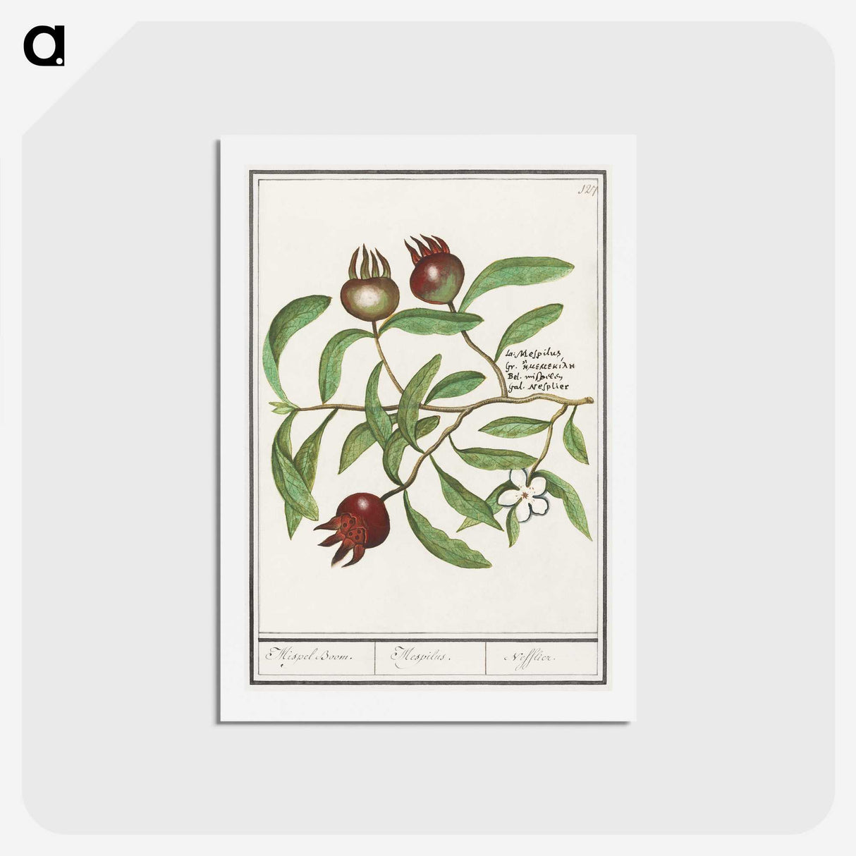 3-30_Anselmus-Boetius-de-Boodt_hagaki