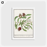 3-30_Anselmus-Boetius-de-Boodt_hagaki