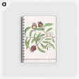 3-30_Anselmus-Boetius-de-Boodt_memo