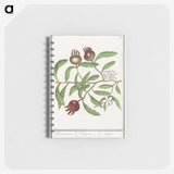 3-30_Anselmus-Boetius-de-Boodt_memo