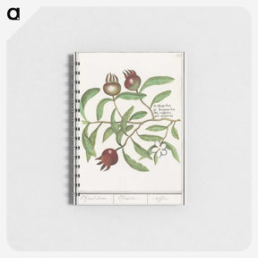 3-30_Anselmus-Boetius-de-Boodt_memo