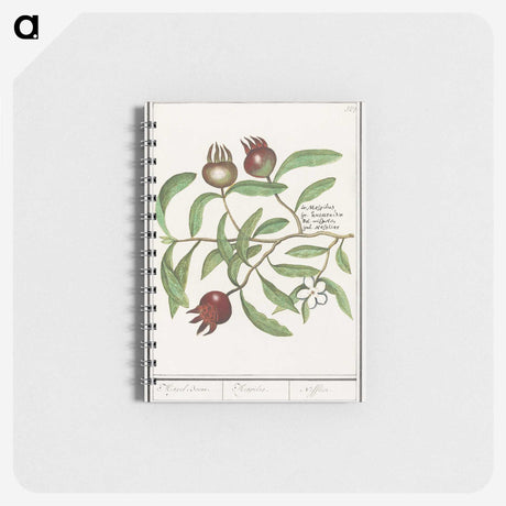 3-30_Anselmus-Boetius-de-Boodt_memo