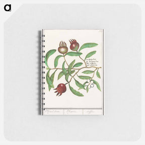 アートメモ帳-Mispel, Mespilus germanica - アンセルムス ボエティウス デ ブート Memo.