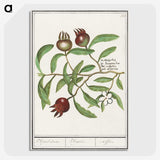 3-30_Anselmus-Boetius-de-Boodt_picture-crop