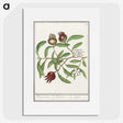 3-30_Anselmus-Boetius-de-Boodt_picture