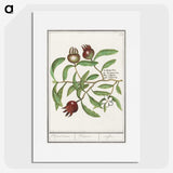 3-30_Anselmus-Boetius-de-Boodt_picture