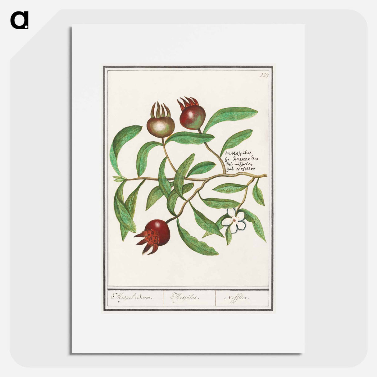 Mispel, Mespilus germanica - アンセルムス ボエティウス デ ブート Poster.