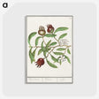 3-30_Anselmus-Boetius-de-Boodt_postcard