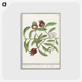 3-30_Anselmus-Boetius-de-Boodt_postcard