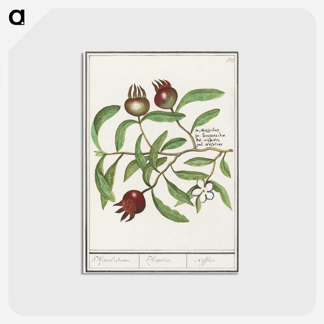 3-30_Anselmus-Boetius-de-Boodt_postcard