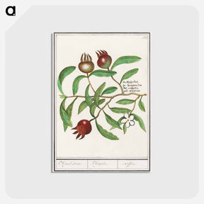 アートポストカード-Mispel, Mespilus germanica - アンセルムス ボエティウス デ ブート Postcard.