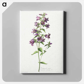 アートパネル-Campanule Gantelée
 - クリーブランド美術館 Canvas.