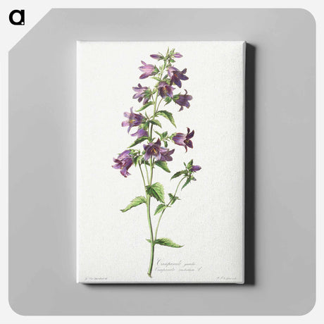 アートパネル-Campanule Gantelée
 - クリーブランド美術館 Canvas.