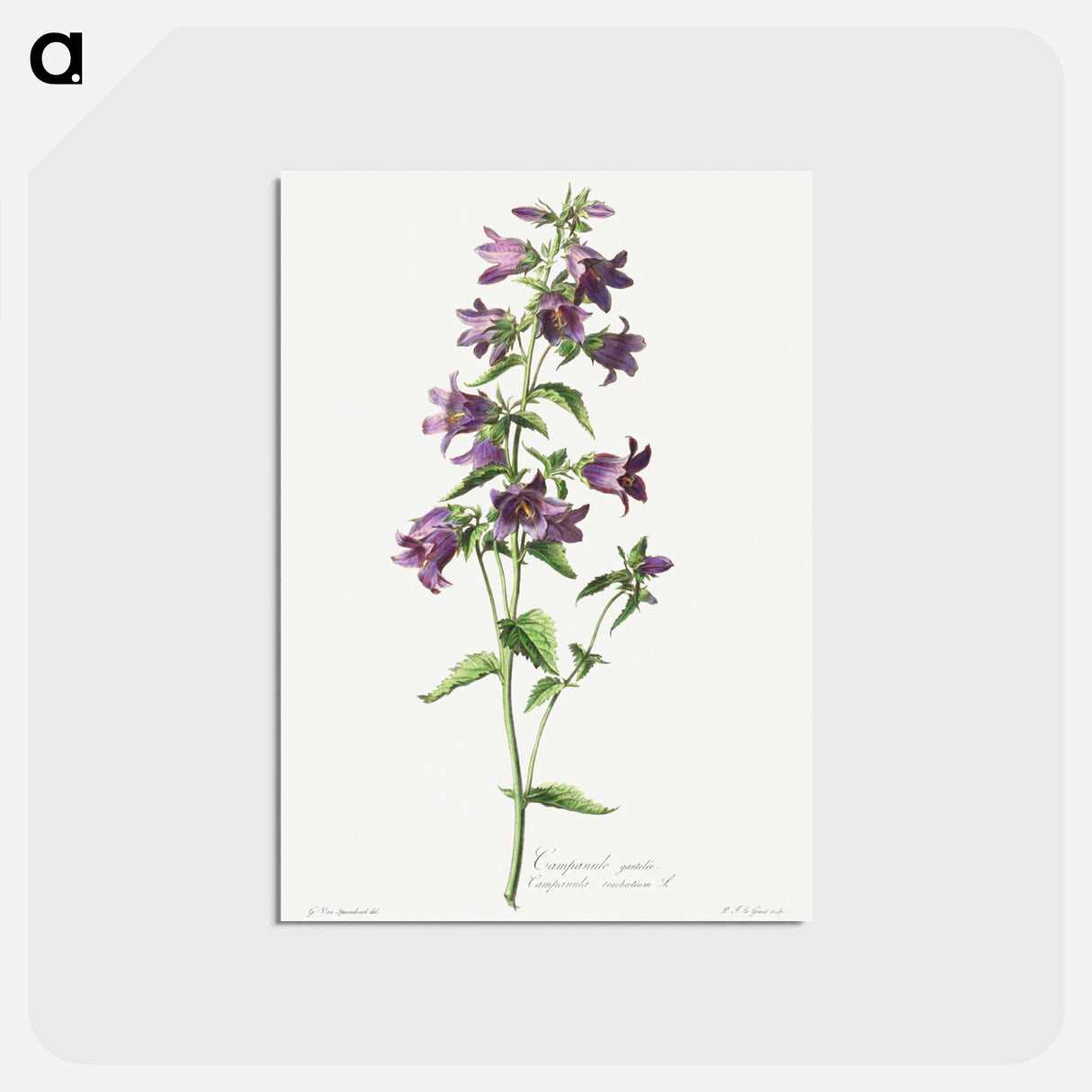 アートポストカード-Campanule Gantelée
 - クリーブランド美術館 Postcard.