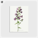 アートポストカード-Campanule Gantelée
 - クリーブランド美術館 Postcard.