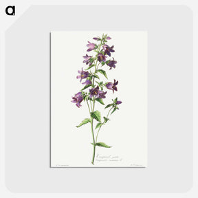 アートポストカード-Campanule Gantelée
 - クリーブランド美術館 Postcard.