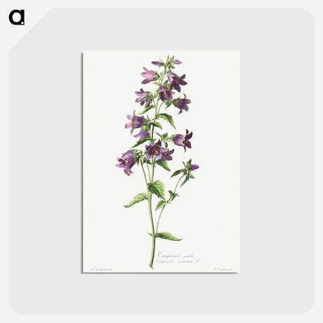 アートポストカード-Campanule Gantelée
 - クリーブランド美術館 Postcard.
