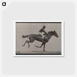 アートポストカード-Galloping Horse and Rider
 - エドワード マイブリッジ Postcard.