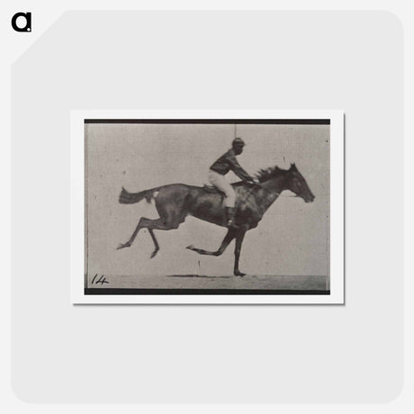 アートポストカード-Galloping Horse and Rider
 - エドワード マイブリッジ Postcard.