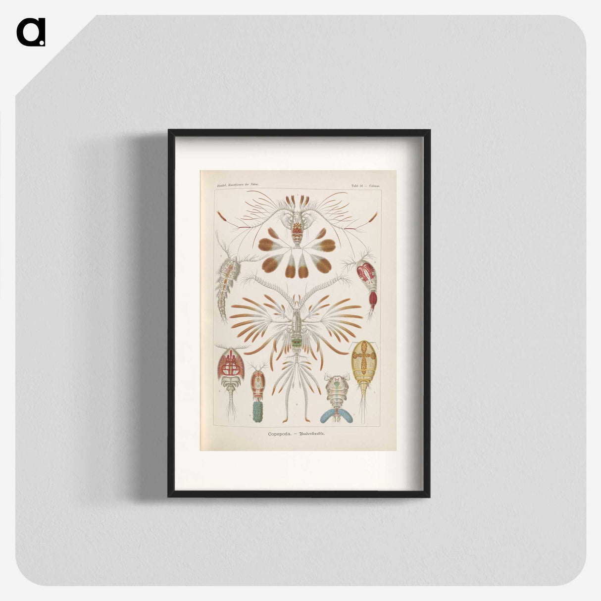 3-30_Ernst-Haeckel_blk