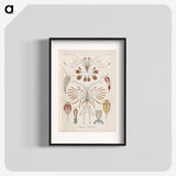 3-30_Ernst-Haeckel_blk