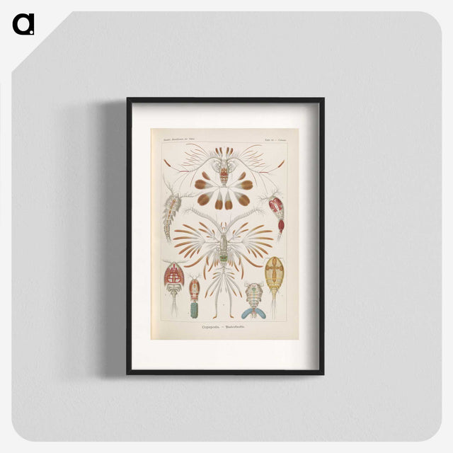 3-30_Ernst-Haeckel_blk