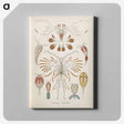 3-30_Ernst-Haeckel_canvas