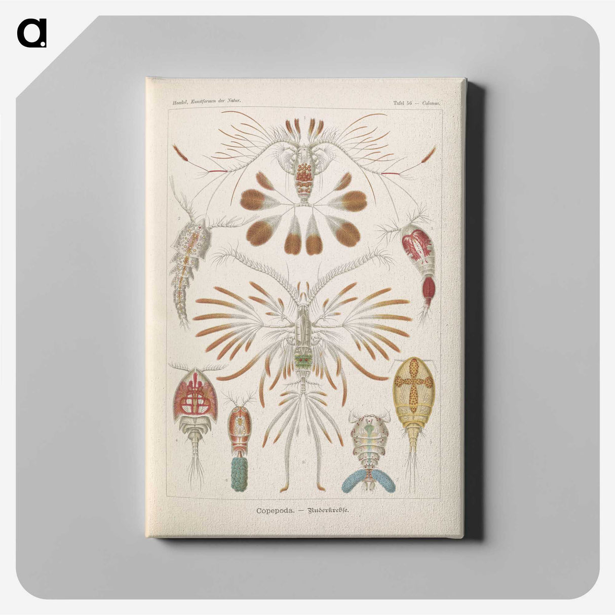 3-30_Ernst-Haeckel_canvas