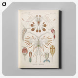 3-30_Ernst-Haeckel_canvas