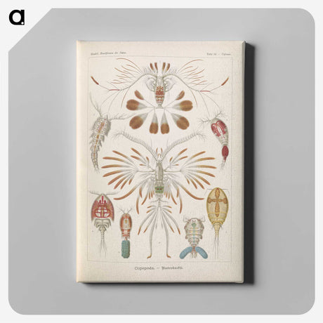 3-30_Ernst-Haeckel_canvas