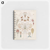 3-30_Ernst-Haeckel_memo