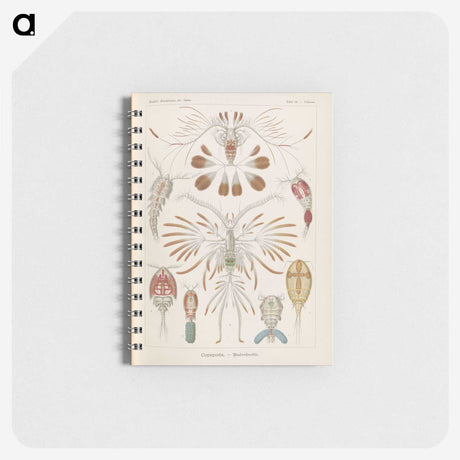 3-30_Ernst-Haeckel_memo
