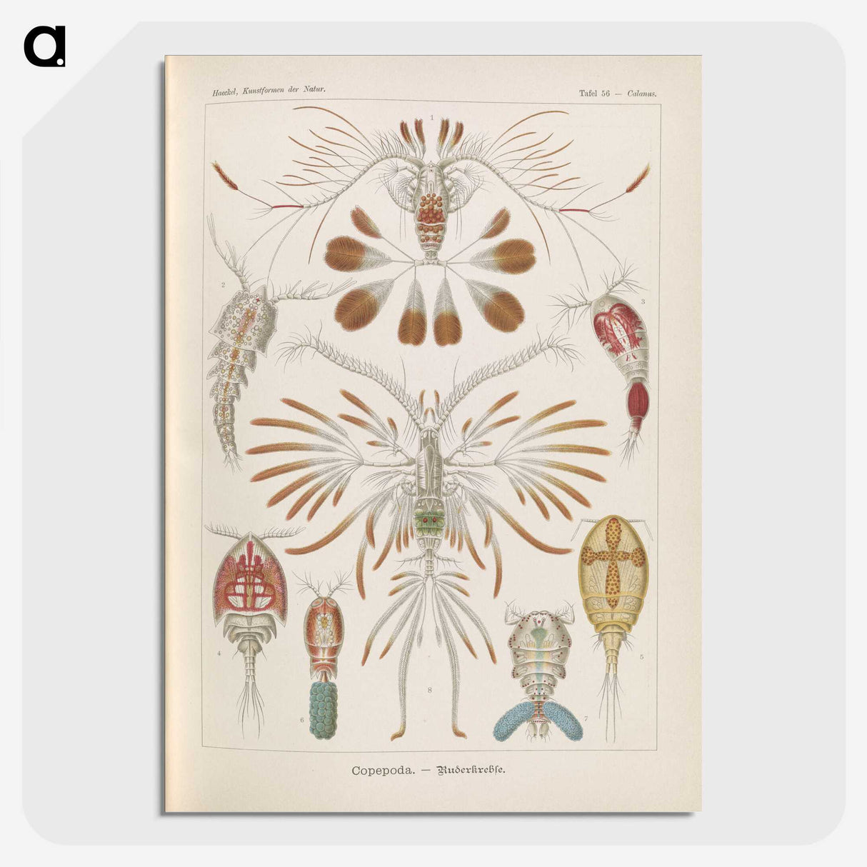 3-30_Ernst-Haeckel_picture-crop