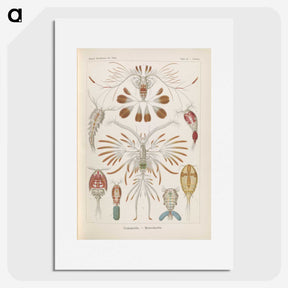 3-30_Ernst-Haeckel_picture