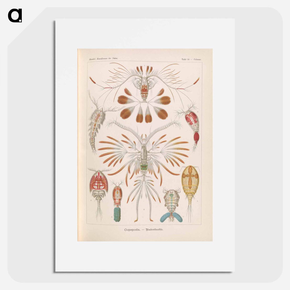 Marine life illustration - エルンスト ヘッケル Poster.