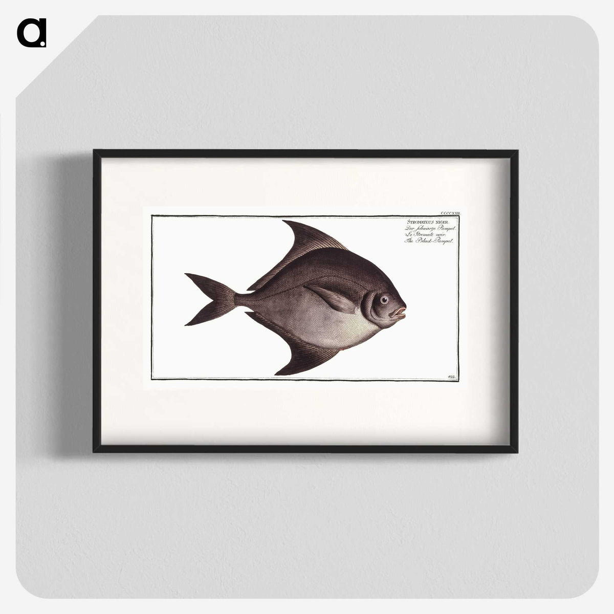 3-30_Ichtyologie-ou-Histoire-naturelle_blk