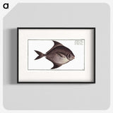 3-30_Ichtyologie-ou-Histoire-naturelle_blk