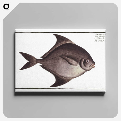3-30_Ichtyologie-ou-Histoire-naturelle_canvas