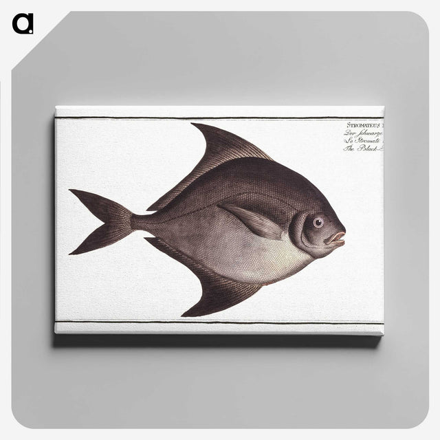 3-30_Ichtyologie-ou-Histoire-naturelle_canvas