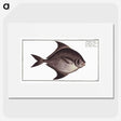 3-30_Ichtyologie-ou-Histoire-naturelle_picture